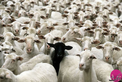 افزایش ۲۶ درصدی صدور مجوز خروج دام سبک از خراسان شمالی