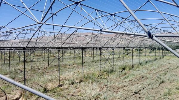 رونق تولید و بهره وری با توسعه کشت گلخانه ای در پیرانشهر تسریع می شود 