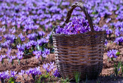 درآمد 84 میلیارد ریالی زعفران کاران بیضا از فروش زعفران