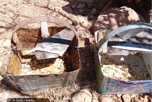 برداشت آنغوزه در سرچهان آغاز شد