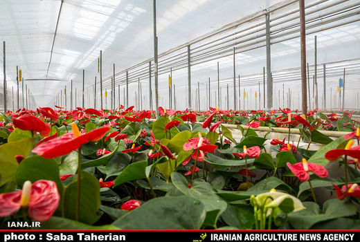 تحقق 63 درصدی برنامه‌های مصوب و ابلاغی طرح توسعه گلخانه‌های کشور
