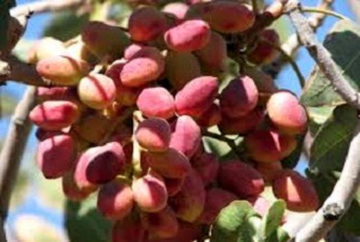 برداشت 11 هزار تن پسته از باغات این شهرستان