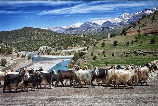 هویت گذاری دام یک ضرورت است 