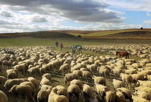 چراگاه‌ها مانعی برای آتش‌‌سوزی‌های جنگلی