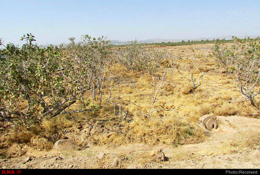 صدور دستور قضایی جهت برخورد با عاملین باغات رها شده در شهرستان انار