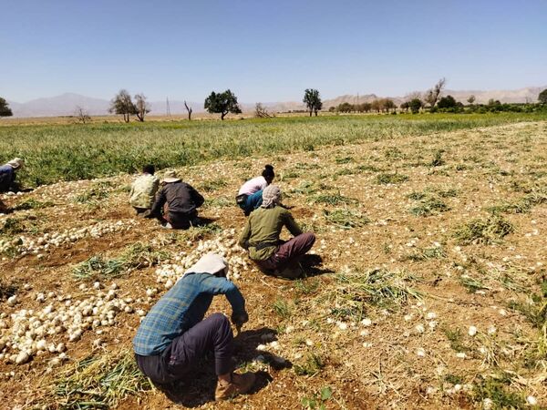 برداشت پیاز از مزارع آباده آغاز شد
