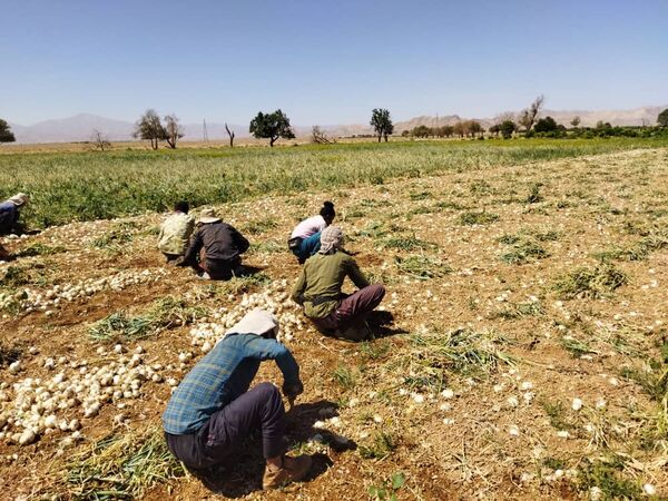 برداشت پیاز از مزارع آباده آغاز شد