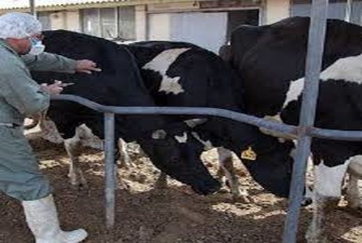  مایه کوبی توام  تب برفکی و بروسلوز گاوی آغاز شد