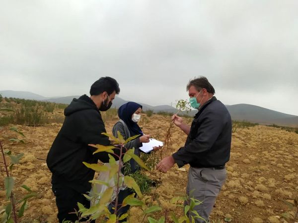 سامان رتبه نخست تولید نهال در استان چهارمحال و بختیاری