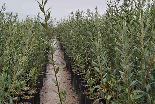 راه اندازی پست های قرنطینه گیاهی در شهرستان کرمان