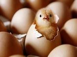  تصویب نامه واردات تخم مرغ نطفه دار گوشتی ابلاغ شد