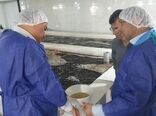 تولید ۲ برابری بچه میگو در استان بوشهر
