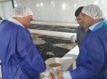 تولید ۲ برابری بچه میگو در استان بوشهر