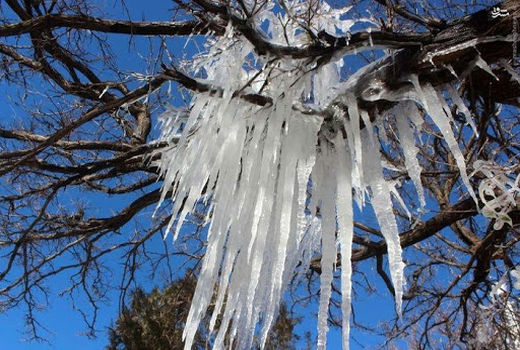 سرما یک هزار و ۹ میلیارد ریال به بخش کشاورزی خراسان شمالی خسارت زد