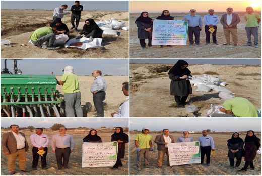 اجرای 3 طرح تحقیقی-ترویجی گندم دیم و آبی در خوزستان