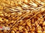 پرداخت ۸۶ درصد مطالبات گندم‌کاران استان قزوین
