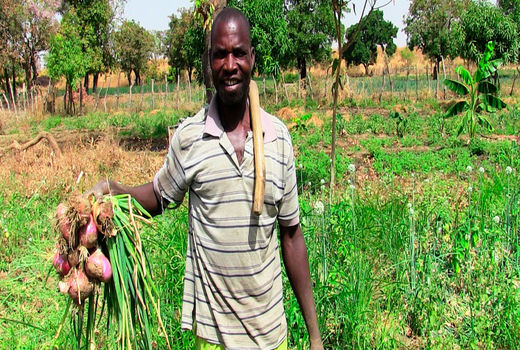 کشت فراسرزمینی در غنا آغاز شده است