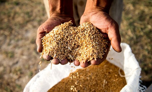 کاشت غلات در نی ریز آغاز شد 