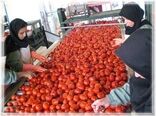 صادرات 2 میلیون و 242 هزار دلاری رب گوجه فرنگی از استان زنجان