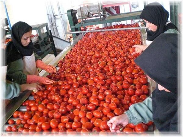 صادرات 2 میلیون و 242 هزار دلاری رب گوجه فرنگی از استان زنجان