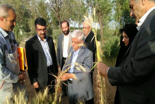 طرح ملی الگوی کشت محصولات کشاورزی اجرا می‌شود