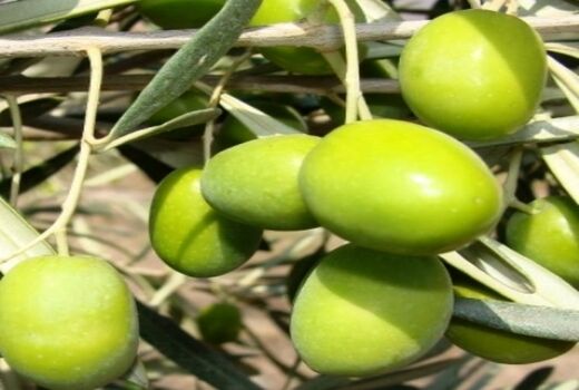 باغات زیتون بهسازی می‌شوند