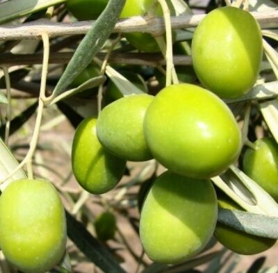 باغات زیتون بهسازی می‌شوند