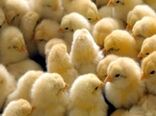 انجام 3 میلیون قطعه جوجه‌ریزی در مرغداری‌های کردستان/فعالیت ۷۵۲ واحد مرغداری در استان
