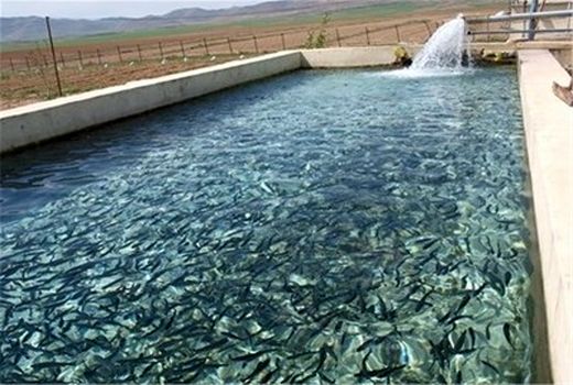 تولید 55 میلیون قطعه انواع بچه ماهی و تخم چشم زده قزال آلا در آذربایجان غربی