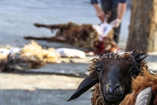 نظارت دامپزشکی بر ذبح دام روز عید قربان در شهربابک 