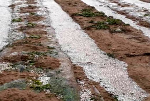 خسارت سیل و تگرگ به کشاورزی شهرستان کازرون