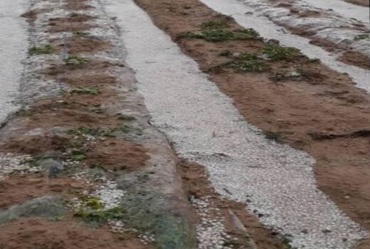 خسارت سیل و تگرگ به کشاورزی شهرستان کازرون