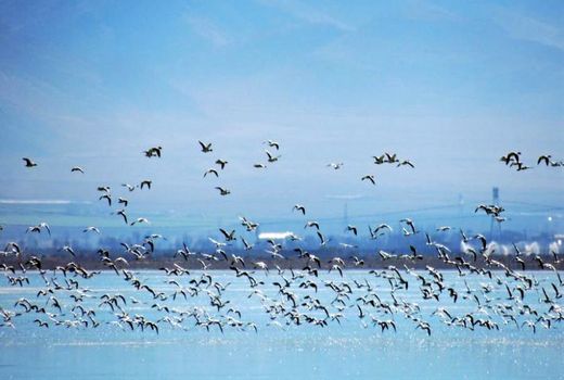 چهارمحال و بختیاری عاری از آنفلوآنزای فوق حاد پرندگان 