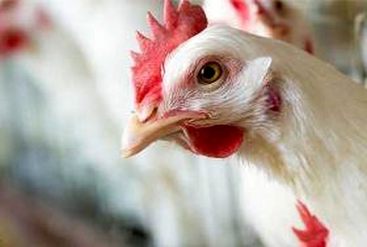 مرغداری‌های انگلیس به سوی تعطیلی می‌روند