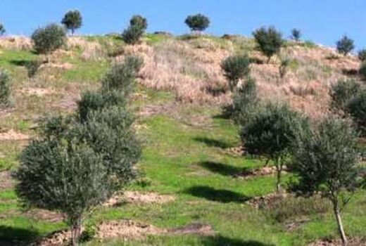 توسعه باغ دیم و گیاهان دارویی در اراضی شیبدار 12 استان