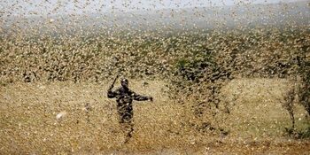 توزیع ۵۰۰ تن روغن خوراکی در استان فارس