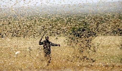 توزیع ۵۰۰ تن روغن خوراکی در استان فارس