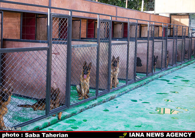 Saba Taherian 12