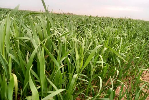 یک هزار و 405 هکتار از مزارع شهرستان تاکستان با پهپاد سمپاشی شد