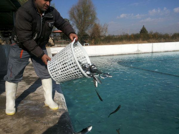 2 میلیون و 650 قطعه بچه ماهی قزل‌آلا در استخرهای قزوین رها سازی شد