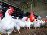 افزایش سهم 40 درصدی تولید زنجیره‌ای مرغ تا 3 سال آینده