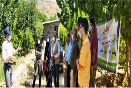 روز مزرعه مدیریت گل جالیز در شهرستان سامان برگزار شد