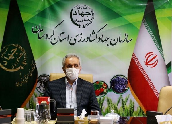 ۱۹هزار تن گندم وکلزا از کشاورزان کردستانی خریداری شده است