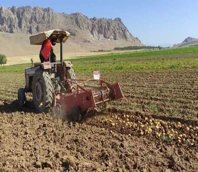 چهارمحال و بختیاری در جمع سه استان برتر تولید سیب‌زمینی بذری