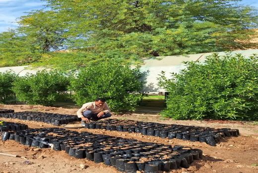 روش‌های علمی و اصولی تولید نهال اکالیپتوس در شرایط آب‌وهوایی استان خوزستان