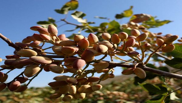 کاهش ۹۰ درصدی تولید پسته در خور و بیابانک