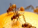 مبارزه با آفت مگس میوه مدیترانه‌‌ای در باغات میوه شمیرانات