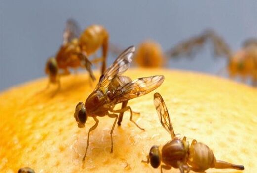 مبارزه با آفت مگس میوه مدیترانه‌‌ای در باغات میوه شمیرانات