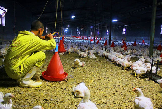 پرداخت هفت میلیارد ریال غرامت به صاحبان طیور معدوم‌شده