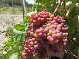 انگور جایگزین مناسبی برای محصولات سردسیری در معرض خطر تگرگ و سرما